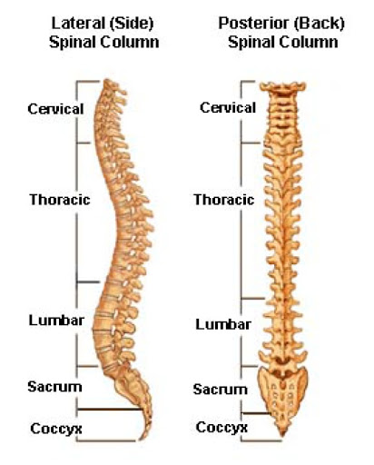 spinal model