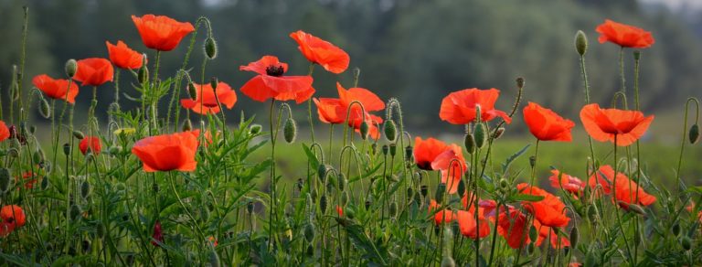 Poppies